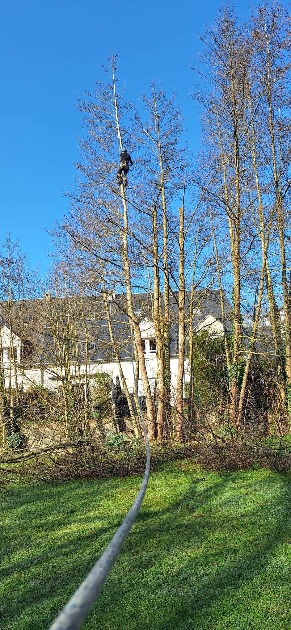 arbre en mauvais état a abattre