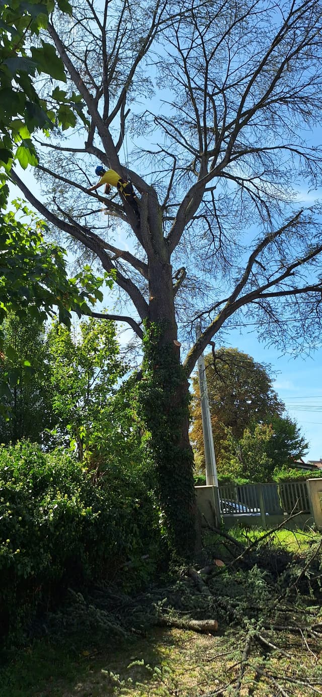 élagueur pierre en train d'abattre un arbre